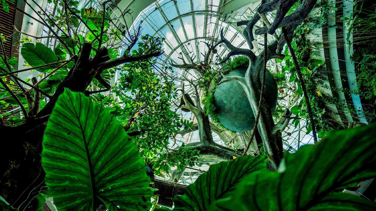 زیبایی های گرین پلنت دبی