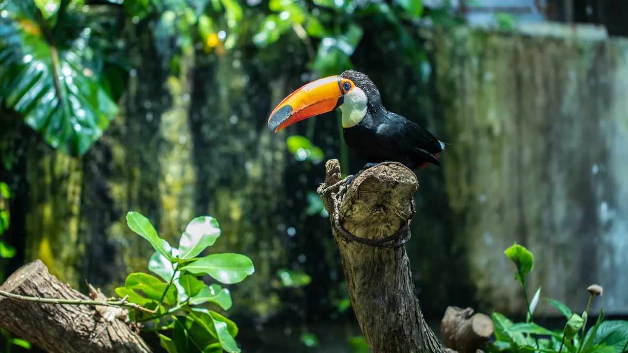 طبقه میانی سیاره سبز دبی